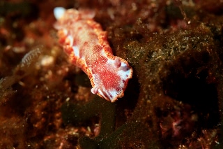 「ミカドウミウシ(Spanish Dancer)」のサムネイル画像