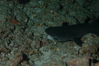 「ネムリブカ(Whitetip reef shark)」のサムネイル画像