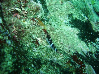 「ヘビギンポ」のサムネイル画像