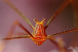 「オルトマンワラエビ(Ortmann's spider-crab)」のサムネイル画像