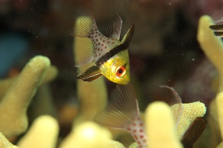 「マンジュウイシモチ」のサムネイル画像