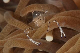 「ニセアカホシカクレエビ」のサムネイル画像