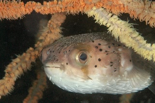 「ハリセンボン(Balloonfish)」のサムネイル画像