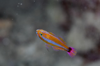 「アオギハゼ」のサムネイル画像