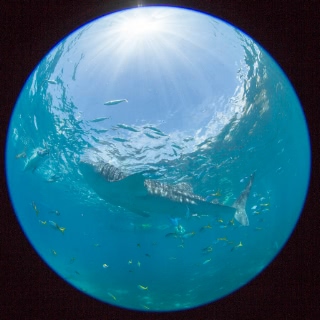 「ジンベエザメ(ジンベイザメ)」のサムネイル画像