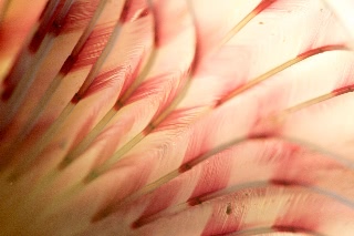 「ゴカイの仲間」のサムネイル画像