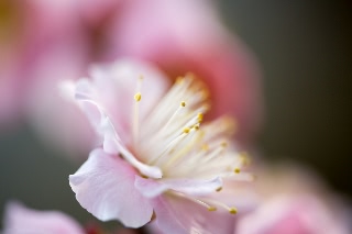 「ウメ」のサムネイル画像