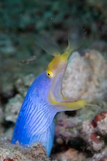 「ハナヒゲウツボ(blue ribbon eel)」のサムネイル画像