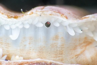 「ホタテガイ」のサムネイル画像