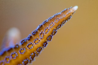 「ショウガサンゴ」のサムネイル画像