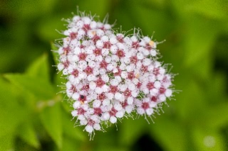 「シモツケソウ」のサムネイル画像