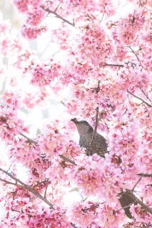「オカメザクラ」のサムネイル画像