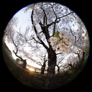 「ソメイヨシノ(染井吉野)」のサムネイル画像