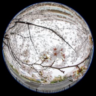 「ソメイヨシノ(染井吉野)」のサムネイル画像