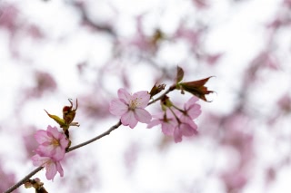 「オオヤマザクラ(エゾヤマザクラ,ベニヤマザクラ)」のサムネイル画像