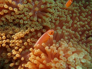 「ハナビラクマノミ(Pink Anemonefish)」のサムネイル画像