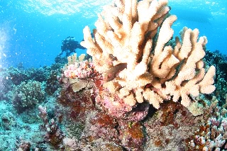 「メガネゴンベ(ring-eyed hawkfish)」のサムネイル画像