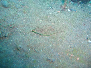 「ヨウジウオ」のサムネイル画像