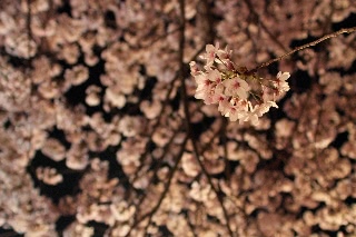 「ソメイヨシノ(染井吉野)」のサムネイル画像