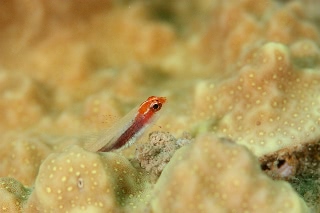 「ハゼの仲間」のサムネイル画像