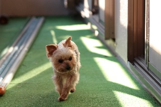 「ヨークシャー・テリア(Yorkshire Terrier)」のサムネイル画像