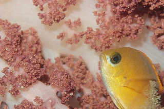 「スズメダイの仲間」のサムネイル画像