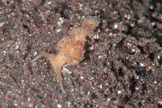 「セトミノウミウシ」のサムネイル画像