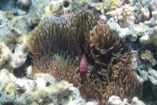 「無題」のサムネイル画像