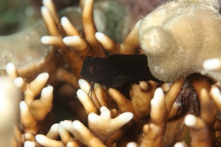 「無題」のサムネイル画像