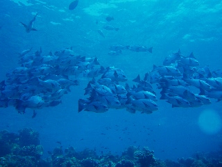 「無題」のサムネイル画像