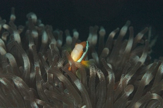 「クマノミ(Anemonefish)」のサムネイル画像