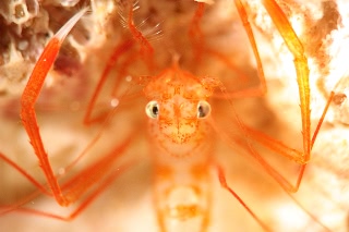 「スベスベオトヒメエビ」のサムネイル画像