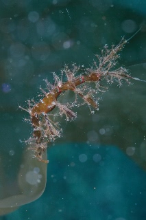 「キタワレカラ」のサムネイル画像