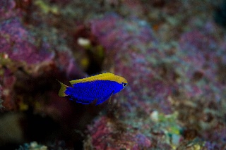 「シリキルリスズメダイ」のサムネイル画像