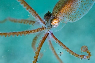 「ミズダコ」のサムネイル画像