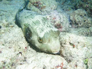 「スジモヨウフグ 」のサムネイル画像