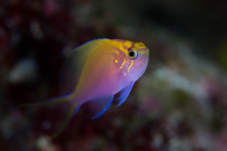 「ハナゴンベ」のサムネイル画像