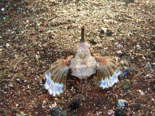 「ウミテング」のサムネイル画像