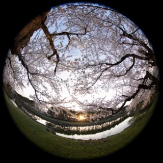 「ソメイヨシノ(染井吉野)」のサムネイル画像