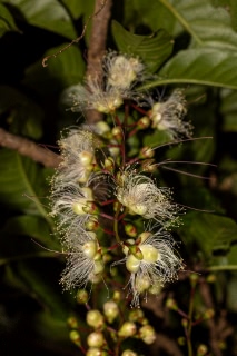 「サガリバナ(下り花)」のサムネイル画像