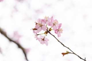 「オオヤマザクラ(エゾヤマザクラ,ベニヤマザクラ)」のサムネイル画像