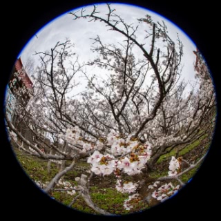 「チシマザクラ(千島桜)」のサムネイル画像