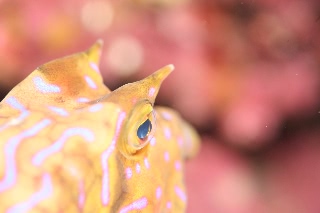 「シマウミスズメ」のサムネイル画像