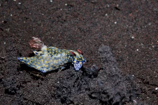 「ホシゾラウミウシ」のサムネイル画像