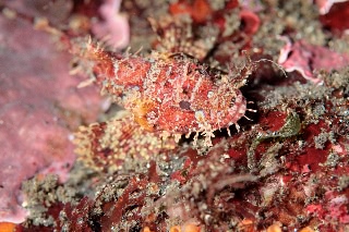 「カサゴの仲間」のサムネイル画像