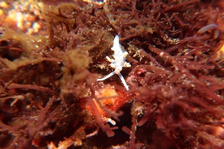 「ウミウシの仲間」のサムネイル画像