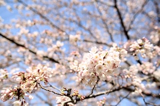 「ソメイヨシノ(染井吉野)」のサムネイル画像