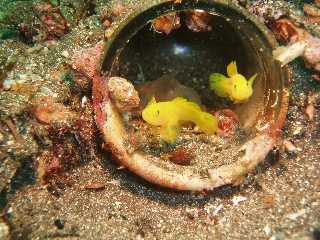 「ミジンベニハゼ」のサムネイル画像