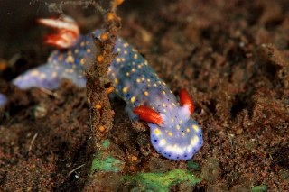 「ホシゾラウミウシ」のサムネイル画像