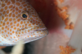 「ハタの仲間」のサムネイル画像